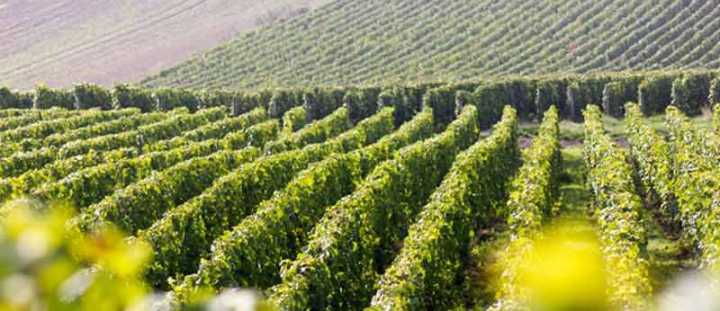 Champagne JM Goulard