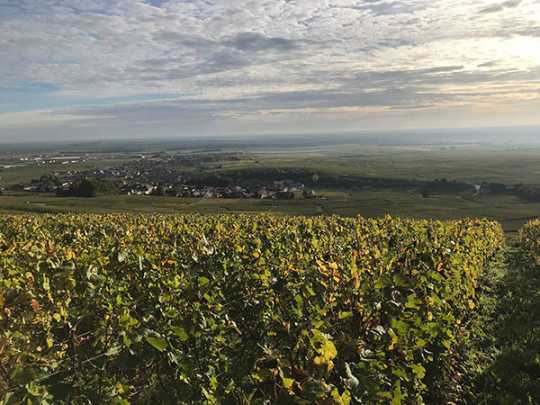 Champagne Pertois-Moriset