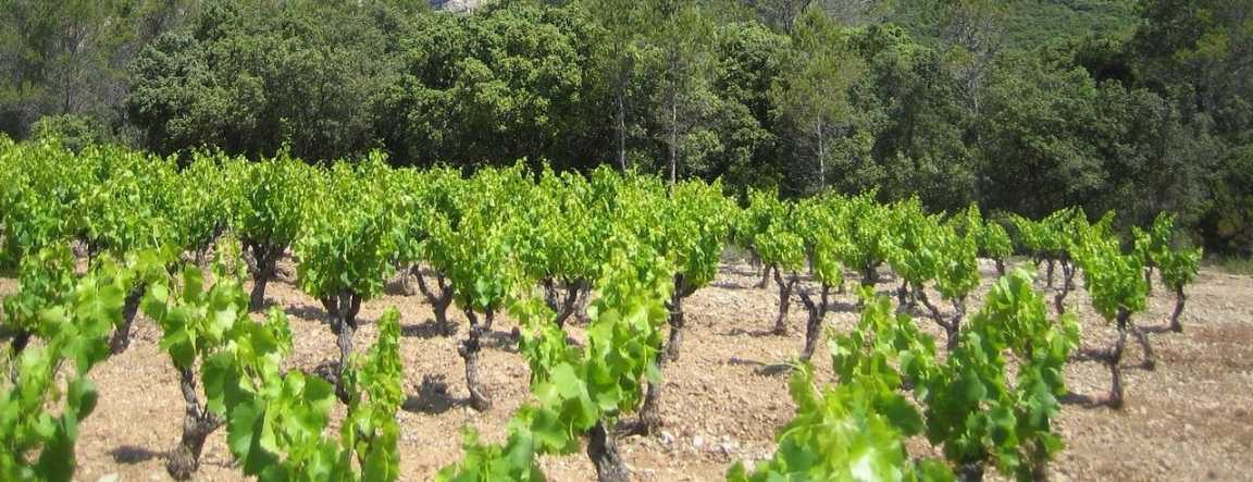 Château Valflaunès