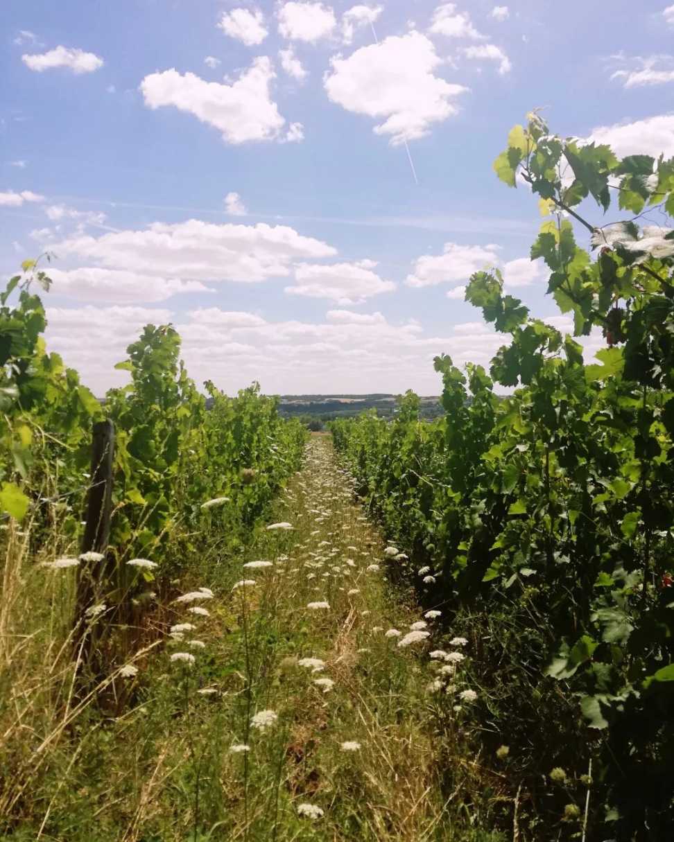 Domaine de Belliviere