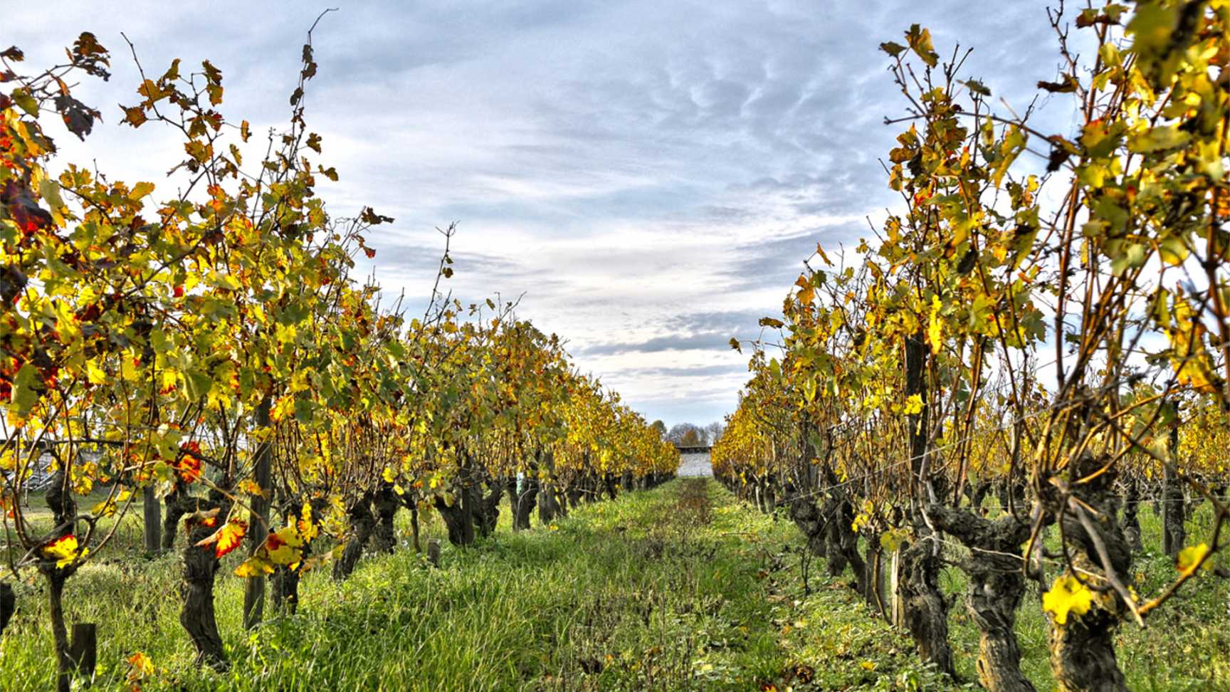 Domaine Fabrice Gasnier