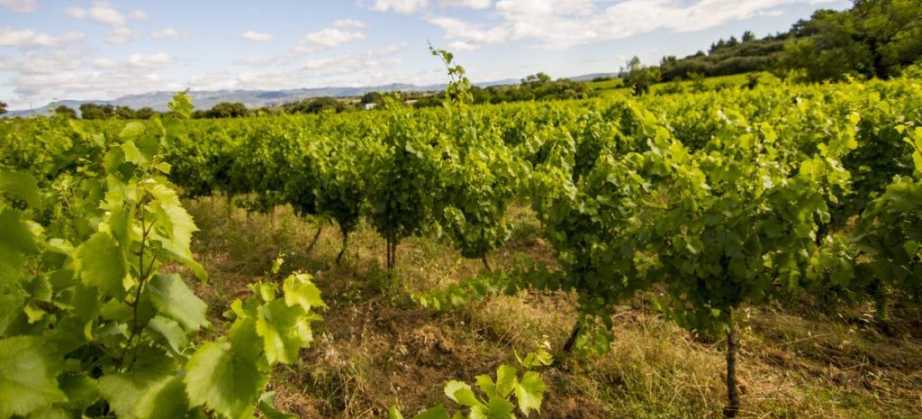 Domaine Le Mas des Colibris