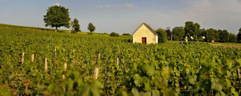 Domaine Louis Moreau