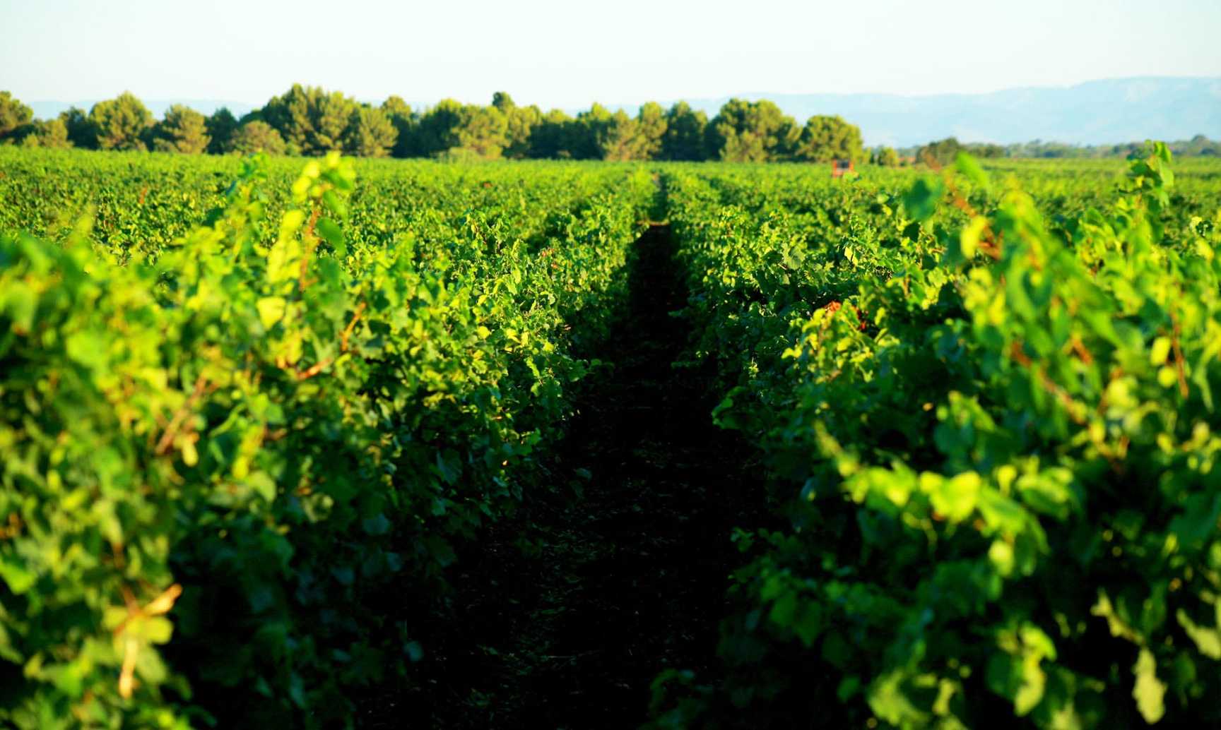 Domaine Preignes le Vieux