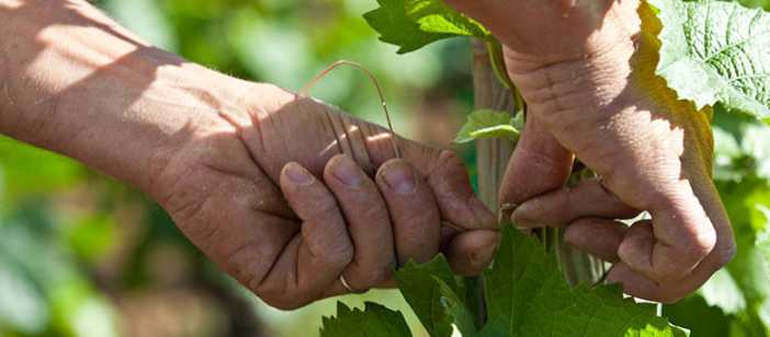 Domaine Sarrat de Goundy