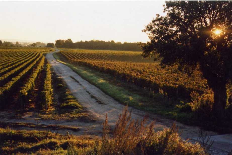 Domaine Tatin / Les Ballandors