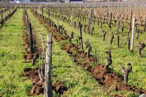 Le Petit Saint Vincent