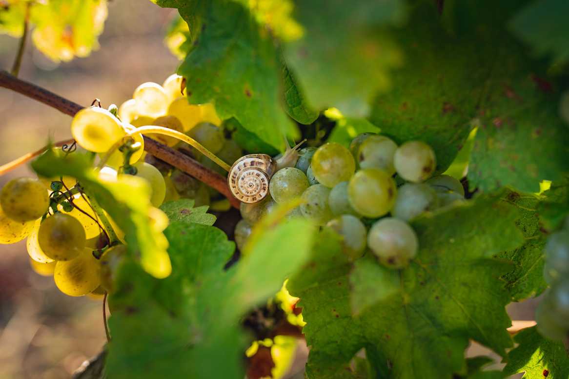 Mas de Daumas Gassac